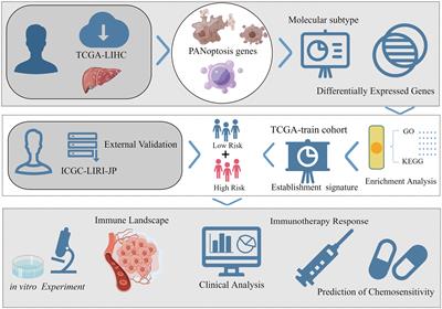 Identification of molecular subtypes based on PANoptosis-related genes and construction of a signature for predicting the prognosis and response to immunotherapy response in hepatocellular carcinoma